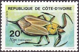Water Scorpion (Nepa cinerea)