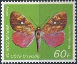 Horned Treehopper (Centrotus cornutus),
