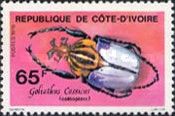 Goliath Beetle (Goliathus cassicus) 