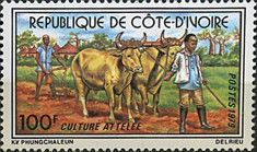 Plowing with Oxen