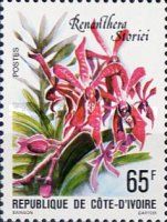 Renanthera storiei
