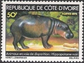 Pygmy Hippopotamus (Choeropsis liberiensis)