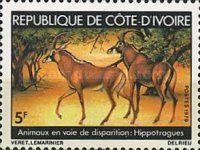 Sable Antelope (Hippotragus niger)