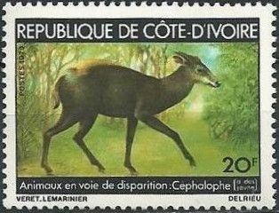 Yellow-backed Duiker (Cephalophus silvicultor)
