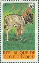 Jentink’s Duiker (Cephalophus jentinki)