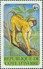 Olive Colobus (Colobus verus)