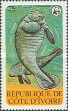 African Manatee (Trichechus senegalensis)