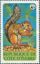 Ebian's Palm Squirrel (Epixerus ebii)