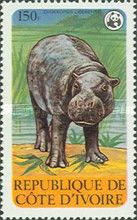 Pygmy Hippopotamus (Choeropsis liberiensis)
