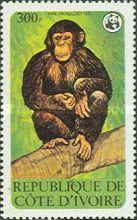 Chimpanzee (Pan troglodytes)