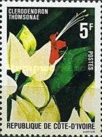 Clerodendron thomsonae