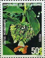 Costus incanusiamus
