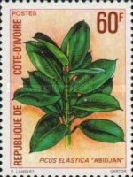 Ficus elastica