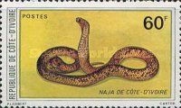 Cobra (Naja sp.)