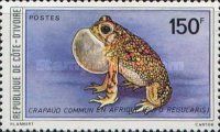 Square-marked Toad (Bufo regularis)