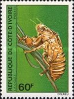 Cicada (Cicadidae sp.)