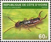 Common Earwig (Forticula auricularia)
