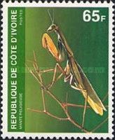 Praying Mantis (Mantis religiosa)