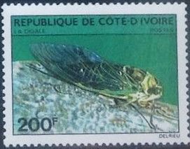 Cicada (Cicadidae sp.)