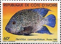 Texas Cichlid (Herichtys cyanoguttatum)