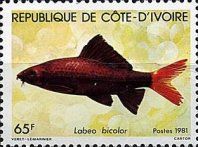 Red-tailed Black Shark (Labeo bicolor)