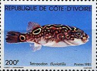 Green Pufferfish (Tetraodon fluviatilis) (See Description)