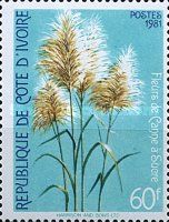 Sugar Cane