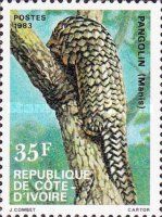 Tree Pangolin (Phataginus tricuspis)