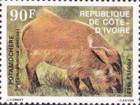 Red River Hog (Potamochoerus porcus)