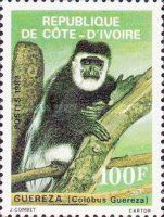 Guereza (Colobus guereza)