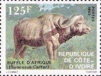 African Buffalo (Syncerus caffer)