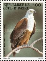 African Fish-Eagle (Haliaeetus vocifer)