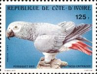 Gray Parrot (Psittacus erithacus)
