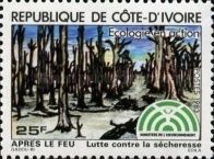 Forest after fire