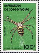 Spider (Argiope sp.)