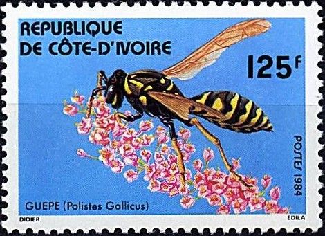 European Paperwasp (Polistes gallicus)