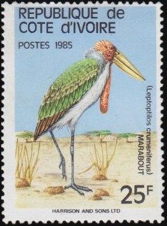 Marabout (Leptoptilos crumeniferus)
