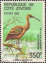 Hadada Ibis (Bostrychia hagedash)