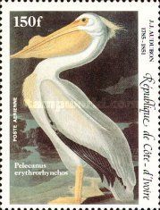 American White Pelican (Pelecanus erythrorhynchos)