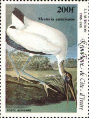Wood Stork (Mycteria americana)