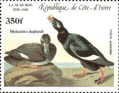 White-winged Scoter (Melanitta deglandi)