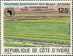 Gambian tree nursery