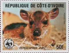 Zebra Duiker (Cephalophus zebra)