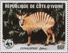 Zebra Duiker (Cephalophus zebra)