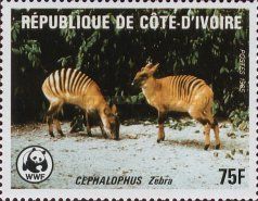 Zebra Duiker (Cephalophus zebra)