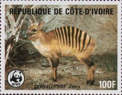 Zebra Duiker (Cephalophus zebra)