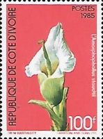 Amorphophallus staudtii