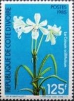 Crinum scillifolium