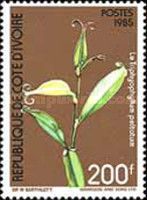 Triphyophyllum peltatum