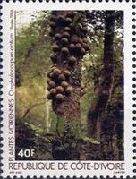 Omphalocarpum elatum